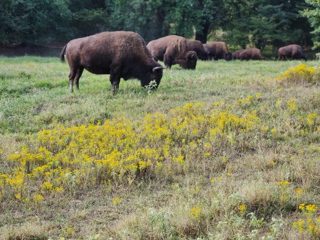 Buffalo in Memphis