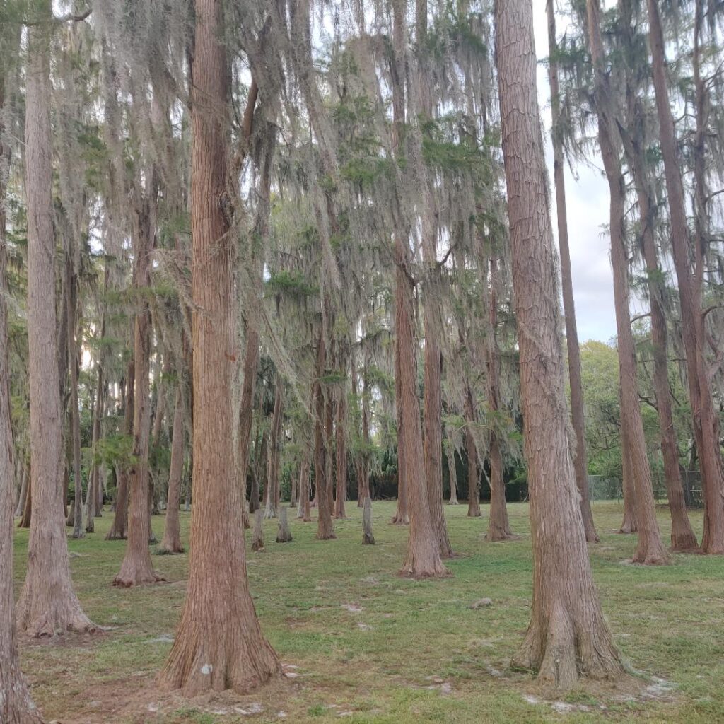 A picture of trees. 