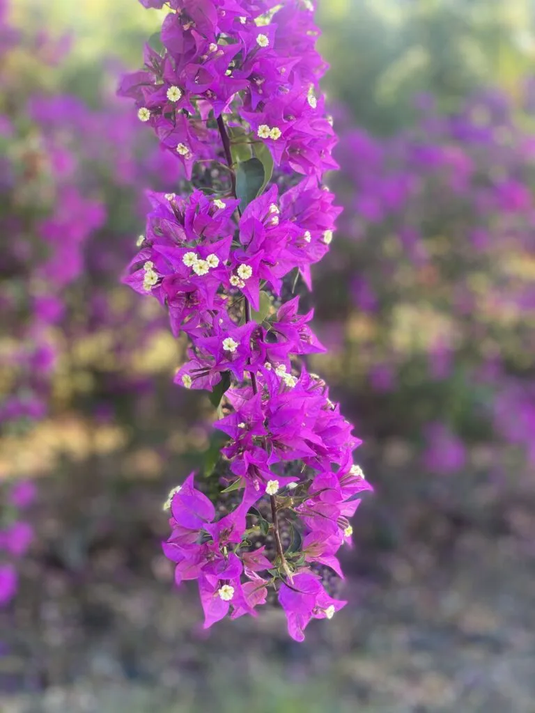 Hawaii Flower