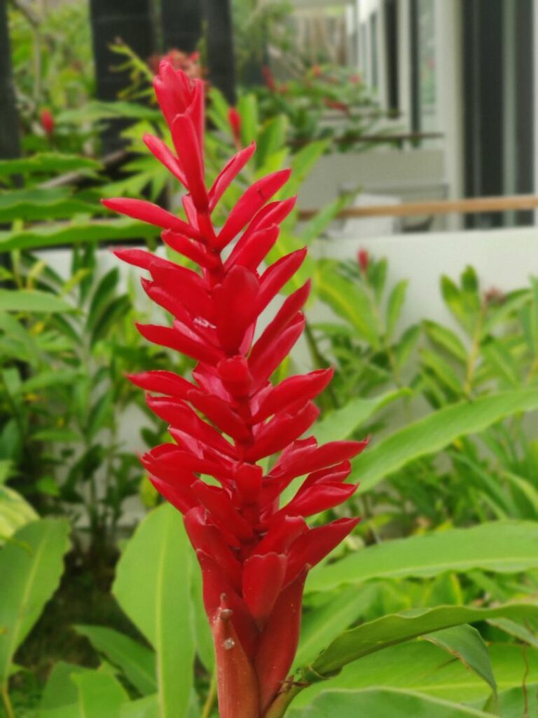 Red flower in Bali, Indonesia