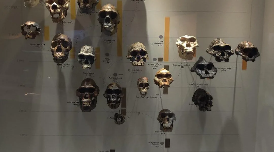 IPO. A picture of the skulls of Sapiens.