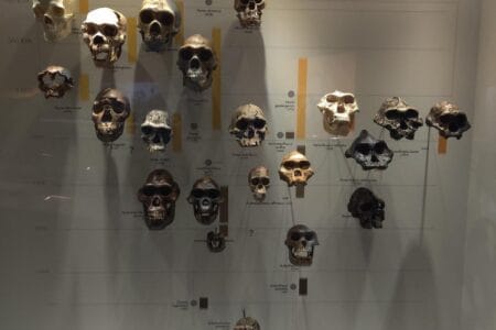 IPO. A picture of the skulls of Sapiens.