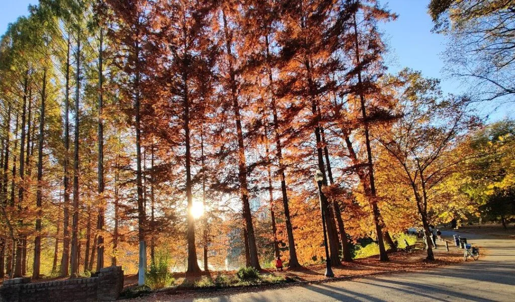 A picture of the beauty of fall in Atlanta.