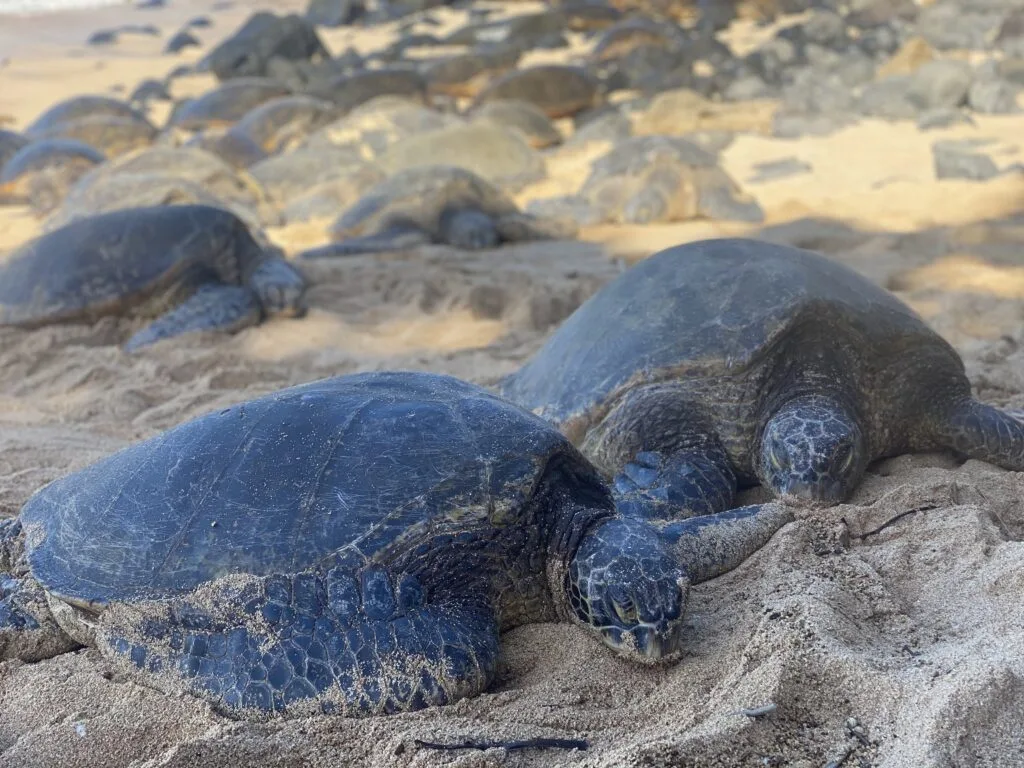 Sea turtles in Hawaii