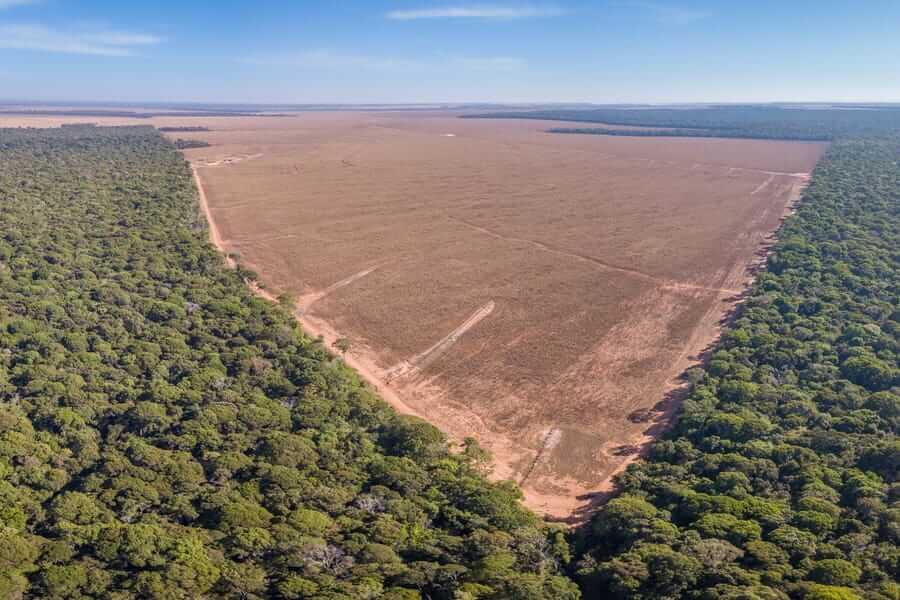 Deforestation